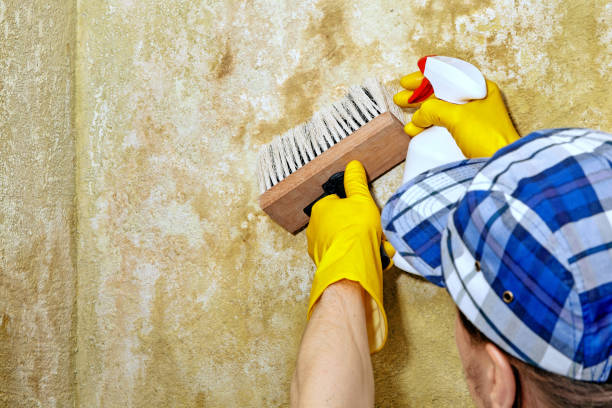 Best Mold Odor Removal Services  in Schulenburg, TX