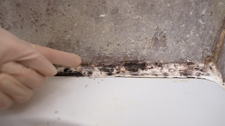 Mold Documentation for Insurance Claims in Schulenburg, TX